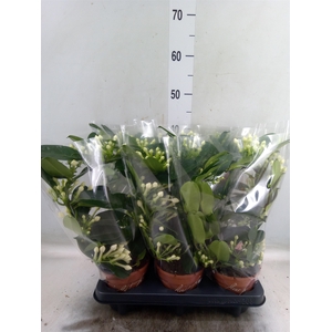 Stephanotis floribunda   ...