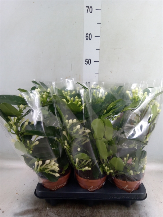 <h4>Stephanotis floribunda   ...</h4>