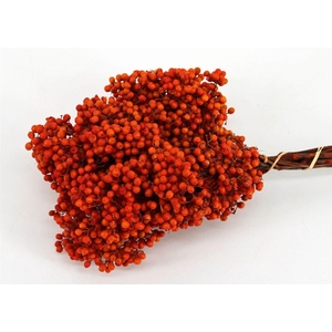 Schinus M Pt Tangerine Bunch