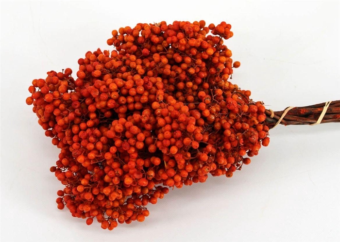 Schinus M Pt Tangerine Bunch
