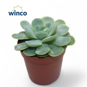 Echeveria Zonnestraal