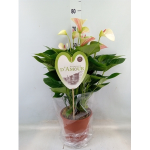 Anthurium andr. 'Fantasy Love'