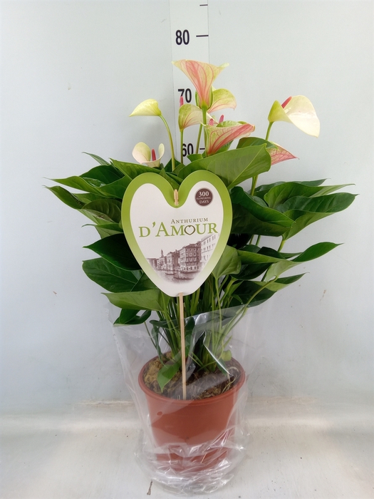 <h4>Anthurium andr. 'Fantasy Love'</h4>