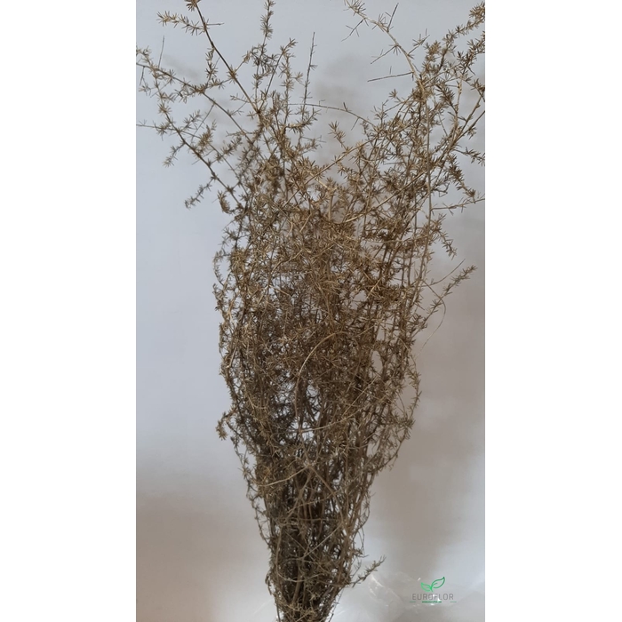 <h4>DRIED FLOWERS - ASPARAGUS 55CM PINK</h4>