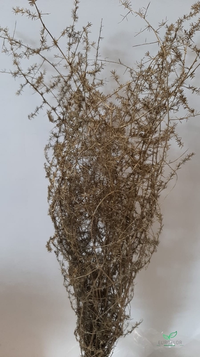 DRIED FLOWERS - ASPARAGUS 55CM GOLD