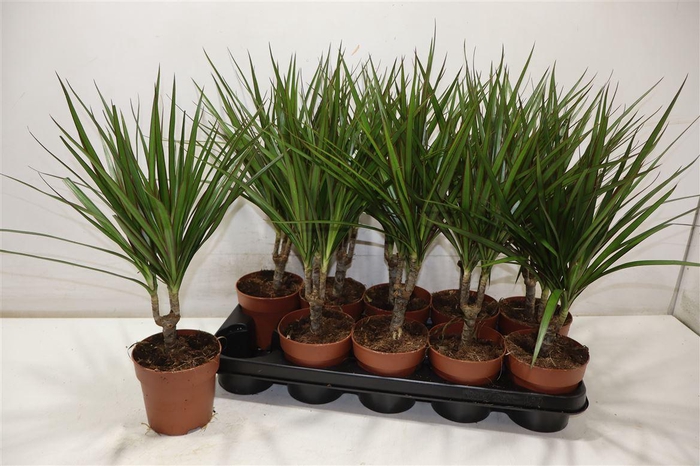 <h4>Dra Marginata</h4>