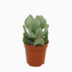 Crassula Curly