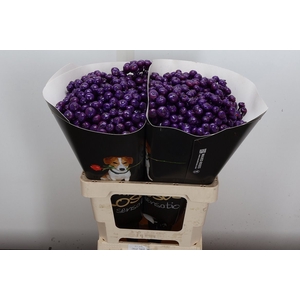 Snijgroen Snijbloemen Klb H