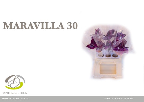 <h4>Anthurium Maravilla</h4>