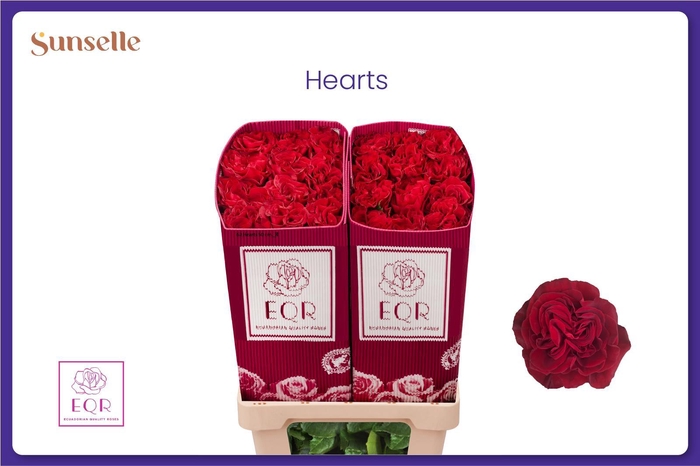 <h4>R GR HEARTS</h4>