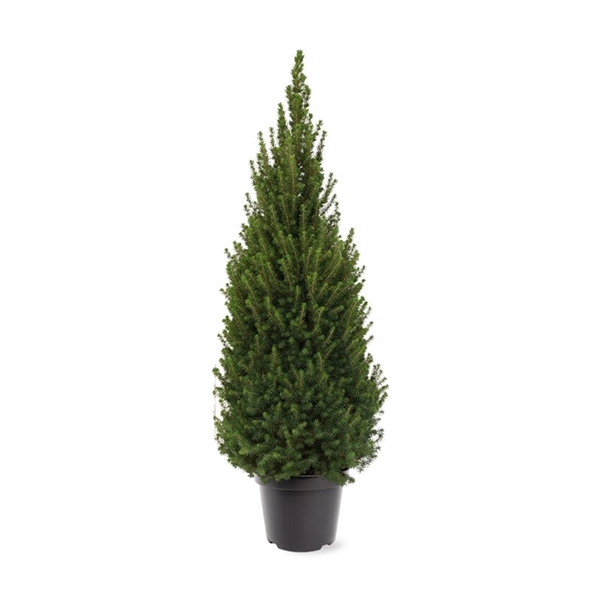 Picea glauca 'Perfecta' (pbr) (zonder etiket)