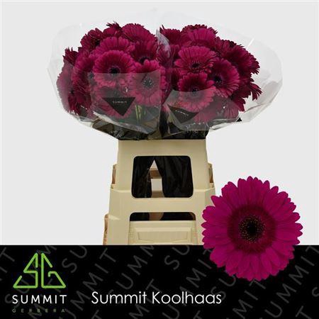 <h4>Ge Gr Passoa</h4>