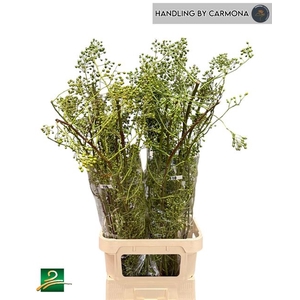 Rosa Corallo Green SPS