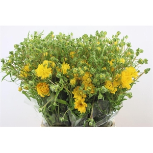 Ran. Moderna Proxima