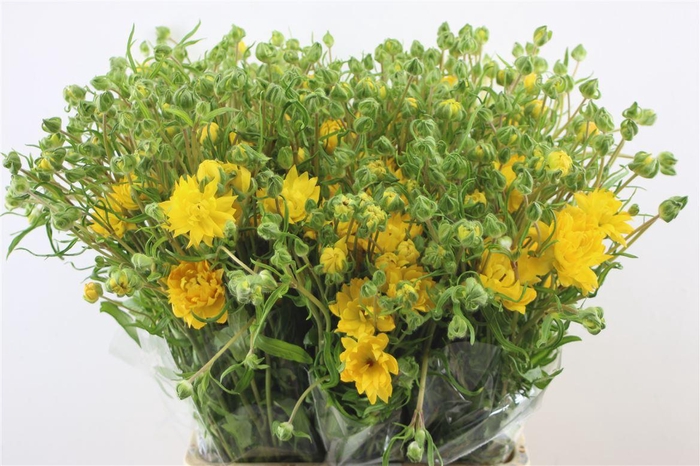 <h4>Ran. Moderna Proxima</h4>