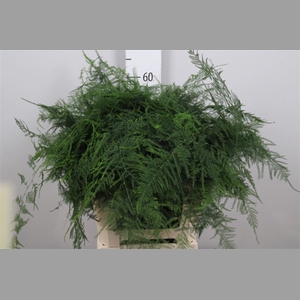 Asparagus Setaceus