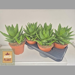 ALOE PERFOLIATA