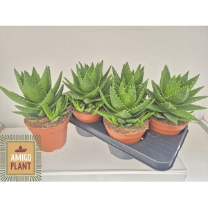 ALOE PERFOLIATA