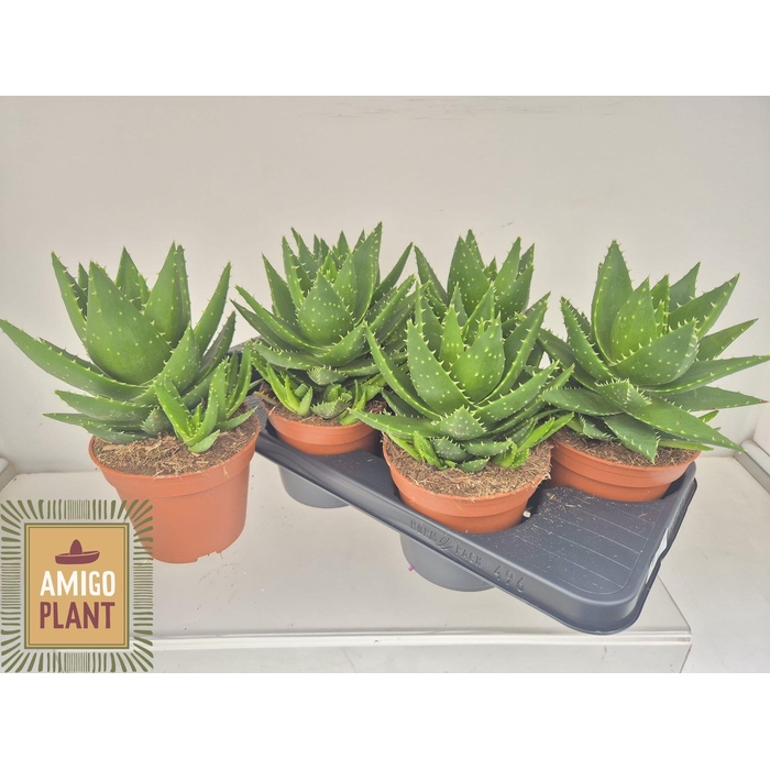 <h4>ALOE PERFOLIATA</h4>