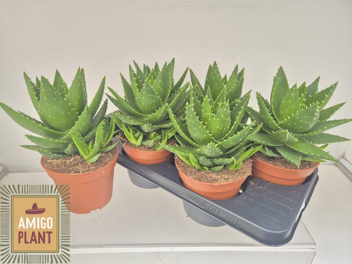 <h4>ALOE PERFOLIATA</h4>