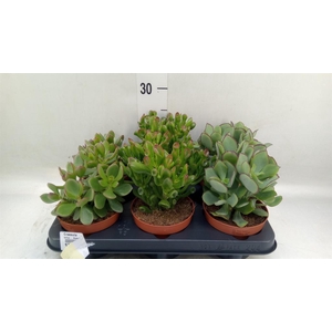 Crassula   ...mix