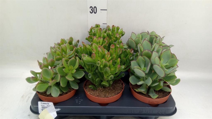 <h4>Crassula   ...mix</h4>