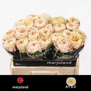 R GR PRISCILLA! 2-3 A1