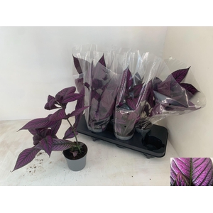 Strobilanthes