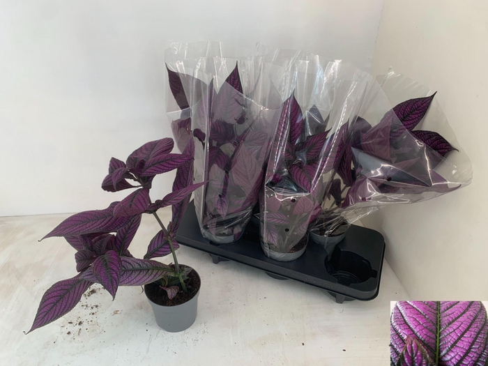 <h4>Strobilanthes</h4>