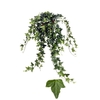 Hedera He Shamrock Beperkt leverbaar