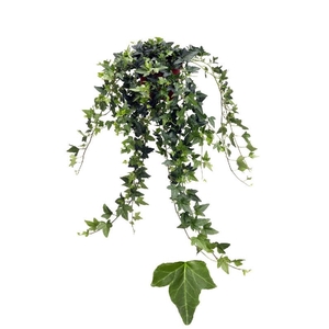 Hedera He Shamrock Beperkt leverbaar