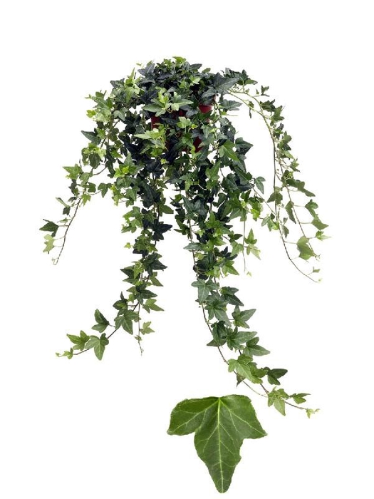 <h4>Hedera He Shamrock Beperkt leverbaar</h4>