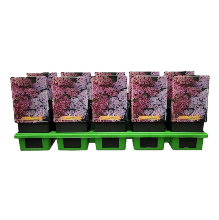 Achillea