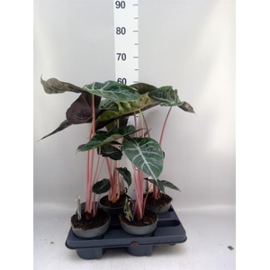 Alocasia   ...