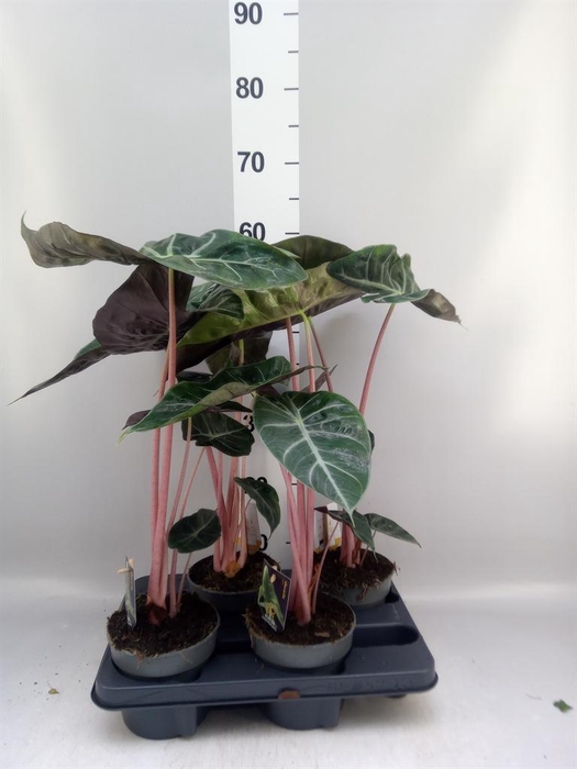 <h4>Alocasia ...</h4>