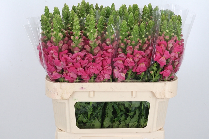 <h4>Antir Poto Cher Rose</h4>