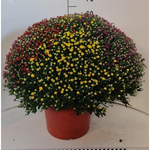 Chrysanthemum   ..GR