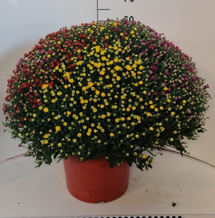 <h4>Chrysanthemum   ..GR</h4>