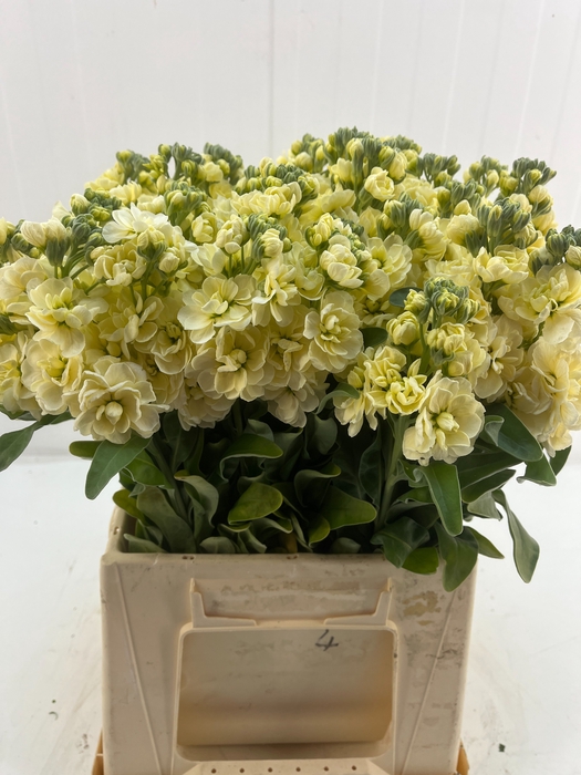 <h4>MATTH MATHILD YELLOW</h4>