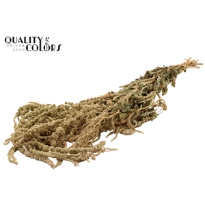 Hang Amaranthus ± 90cm p/bunch Natural