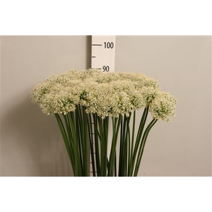 Allium Mount Everest