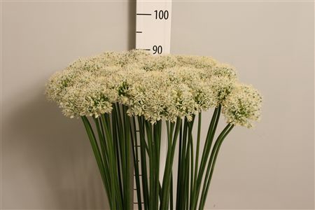 <h4>Allium Mount Everest</h4>