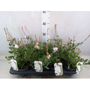 Gaura lindheimeri   ...