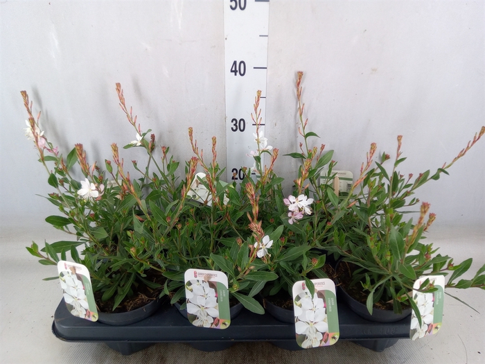 <h4>Gaura lindheimeri   ...</h4>