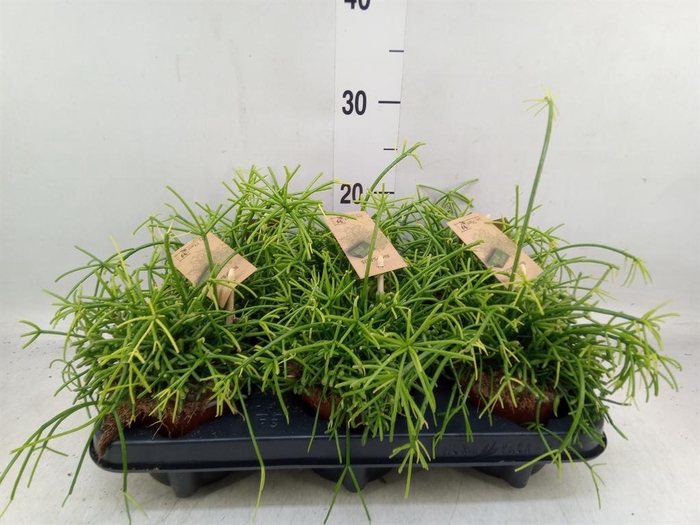 <h4>Rhipsalis baccifera 'Oasis'</h4>