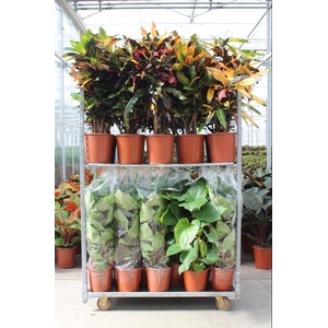 Mixkar Croton & Homalomena rubescens Maggy