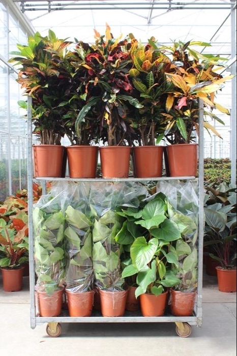 <h4>Mixkar Croton & Homalomena rubescens Maggy</h4>