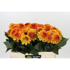 Dahlia American Sunset