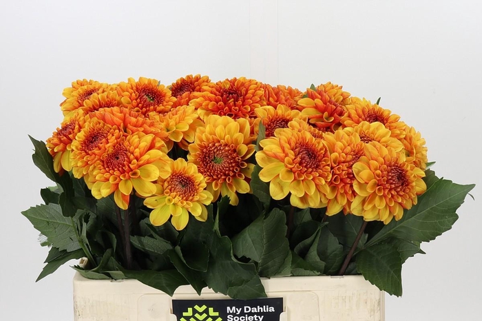 Dahlia American Sunset
