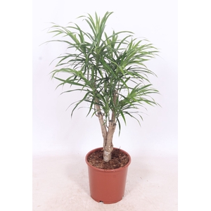 Dracaena Anita